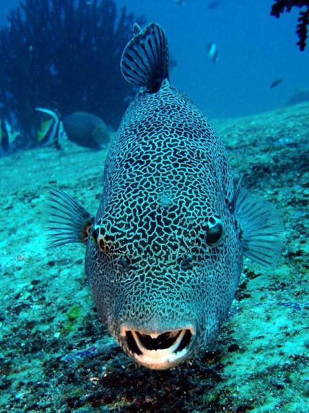 SIMILAN NOV 2008 .PHOTO LORAN (267).JPG